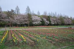2016/04/09_花の丘農林公苑のチューリップ（と桜）