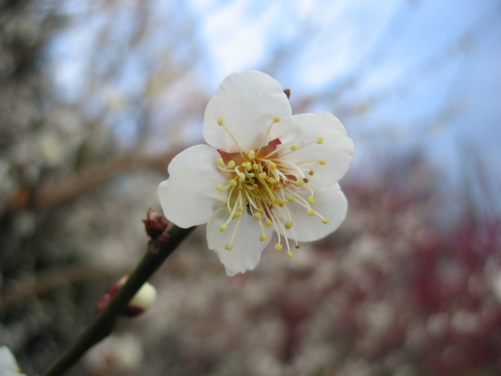 2016/02/28_花の丘農林公苑の白梅
