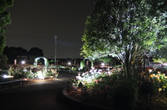 2015/05/17_夜の伊奈バラ園