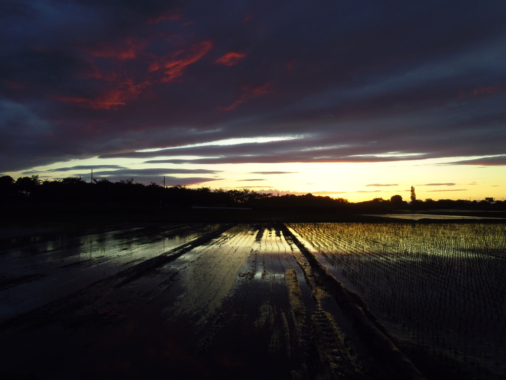 2017/06/04_水田の夕暮れ