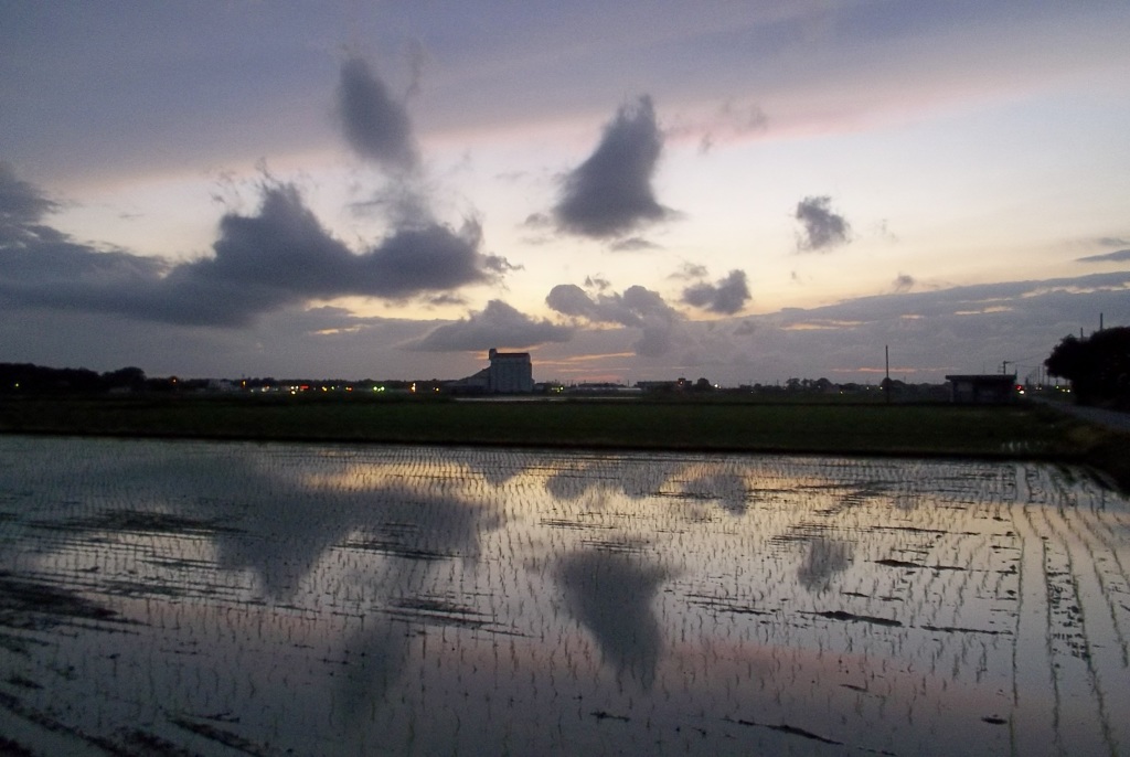 2015/06/28_水田の夕暮れ