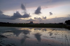 2015/06/28_水田の夕暮れ