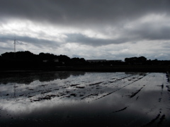 2017/05/14_水田の曇天