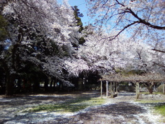 2019/04/06_氷川児童公園の桜