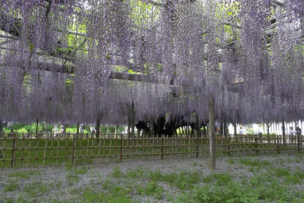 2015/05/03_玉敷公園の藤
