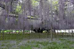 2015/05/03_玉敷公園の藤