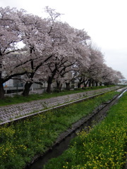 2017/04/09_芝川の桜と菜の花