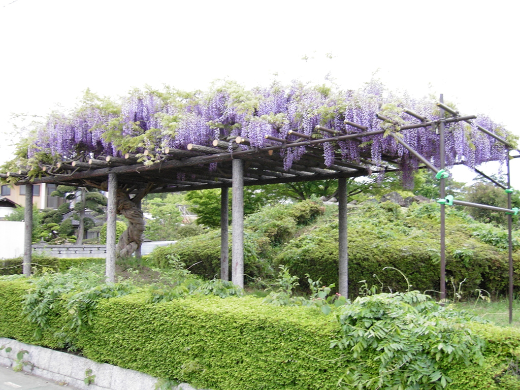 2017/05/03_鎮守の森公園の藤