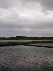 2017/05/27_水田の曇天