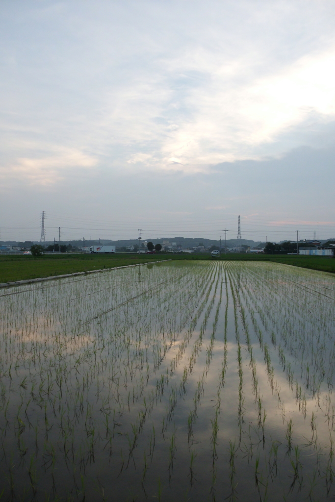 2016/07/02_水田の夕暮れ