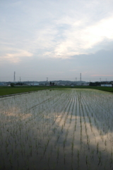 2016/07/02_水田の夕暮れ