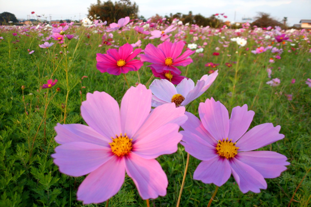 2014/10/19_コスモス畑