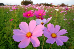 2014/10/19_コスモス畑