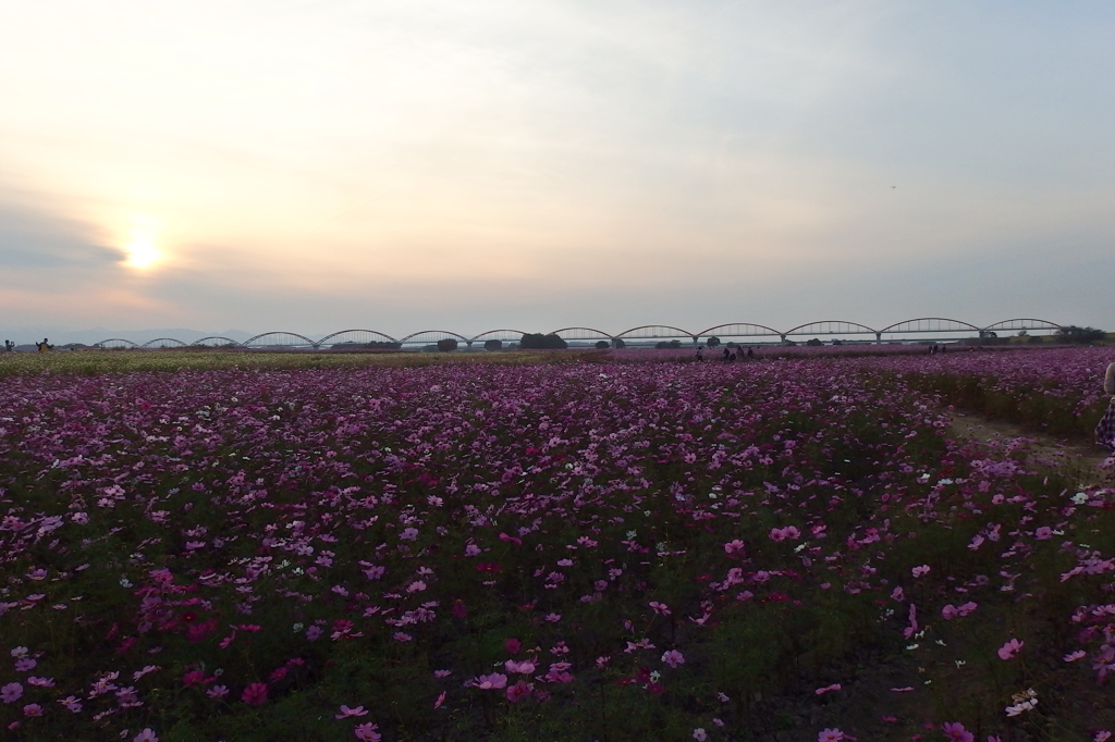 2015/11/01_夕暮れの吹上コスモス畑