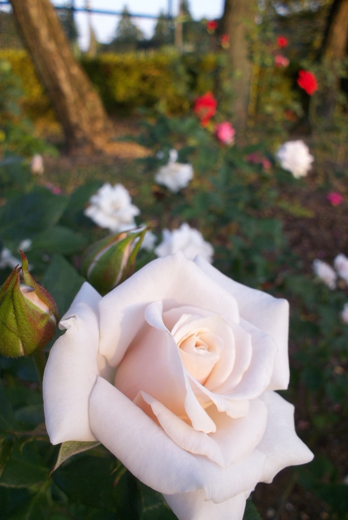 2015/10/18_伊奈バラ園の薔薇