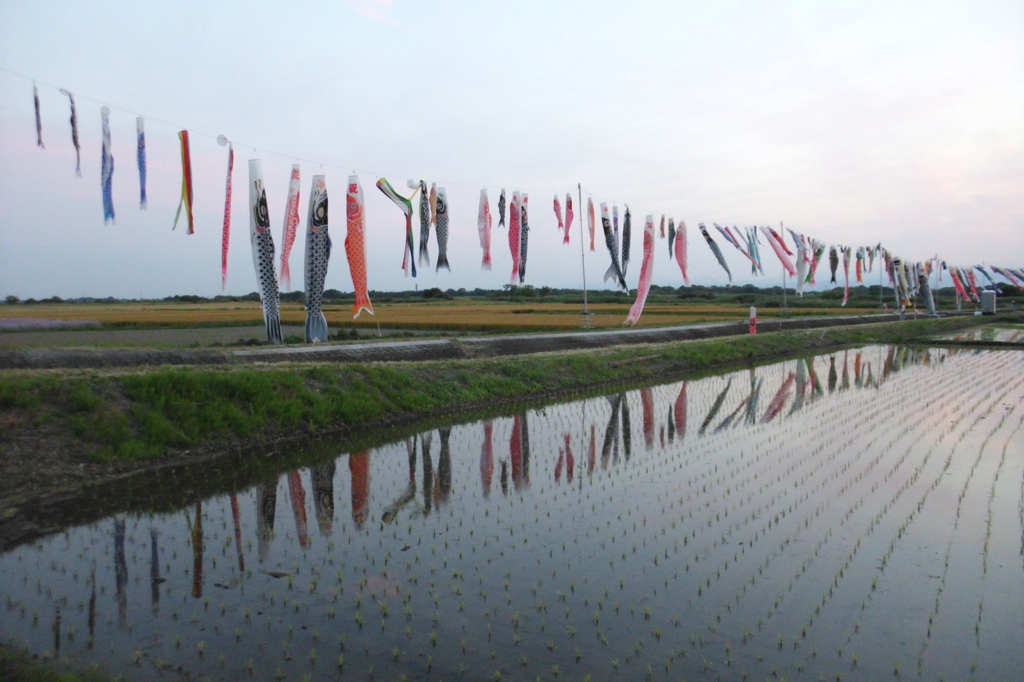 2015/05/24_夕空と水田に鯉のぼり