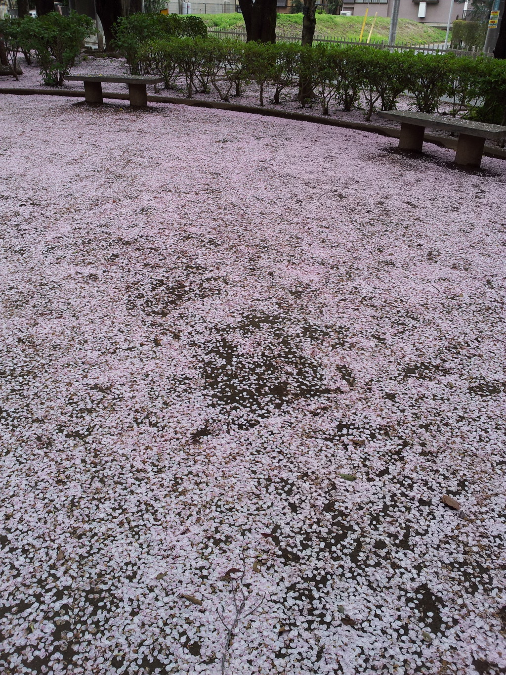 2016/04/10_氷川児童公園の桜