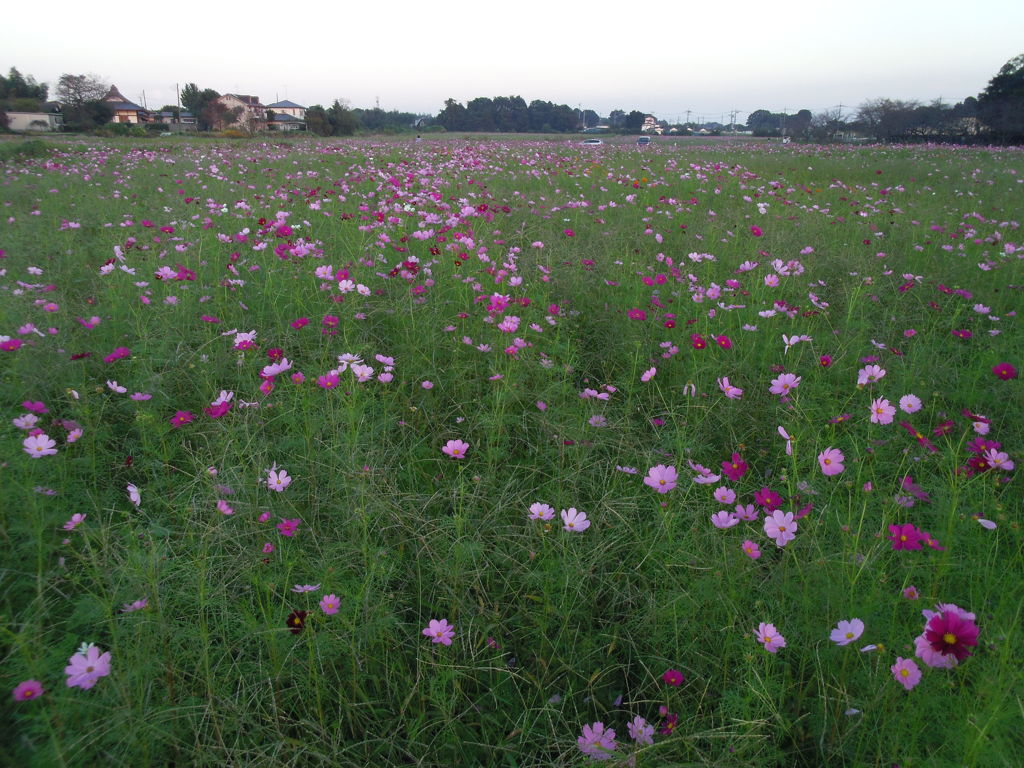 2016/10/15_蓮田駒崎のコスモス畑