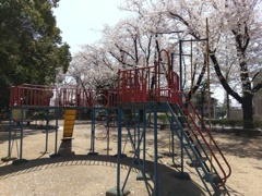 2019/04/06_氷川児童公園の桜