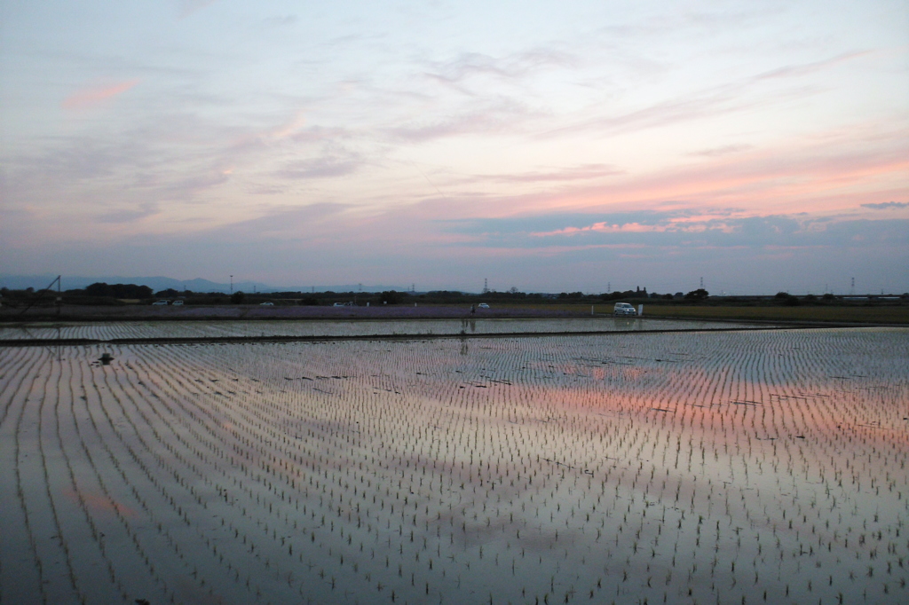 2015/05/24_水田の夕暮れ