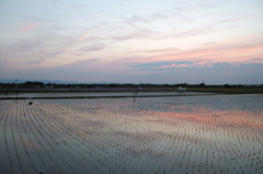 2015/05/24_水田の夕暮れ