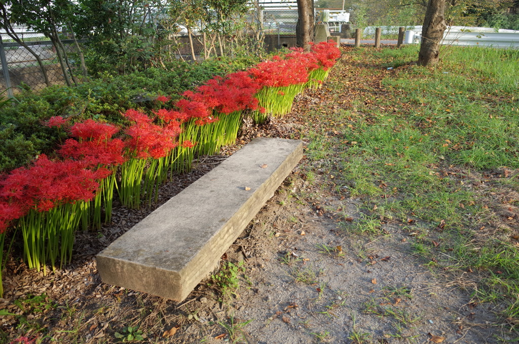 2015/09/23_彼岸花とベンチ