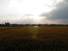 2017/05/28_麦畑の天使の梯子