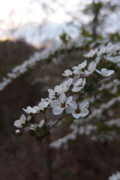 2016/03/26_北本自然観察公園の花
