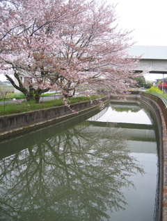 2016/04/10_見沼代用水の桜（と菜の花）