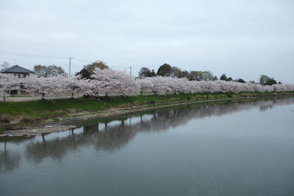 2015/04/04_元荒川の桜