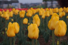 2016/04/10_花のオアシスのチューリップ