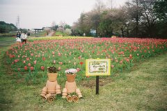 2016/04/09_花の丘農林公苑のチューリップ