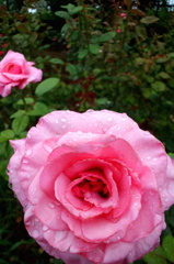 2014/06/29_雨上がりの伊奈バラ園