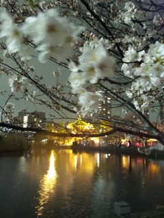 2016/04/01_不忍池の夜桜