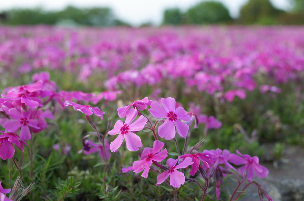 2015/04/25_花の丘農林公苑の芝桜