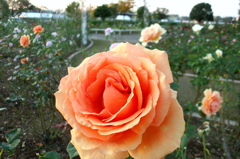 2015/10/18_伊奈バラ園の薔薇