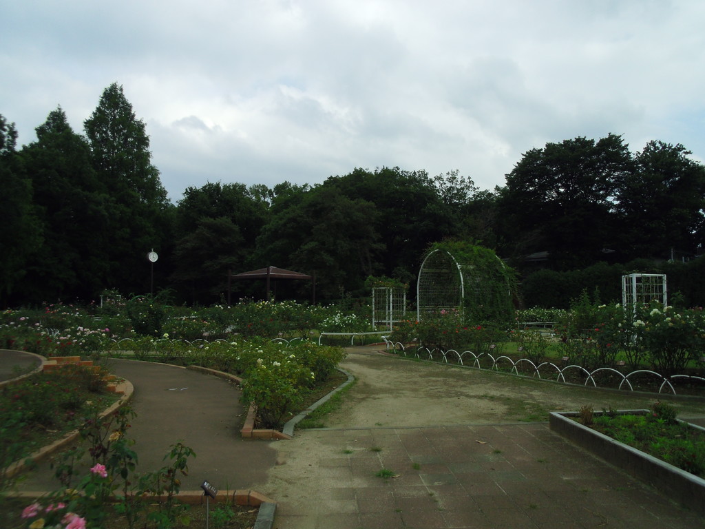 2017/08/05_伊奈バラ園