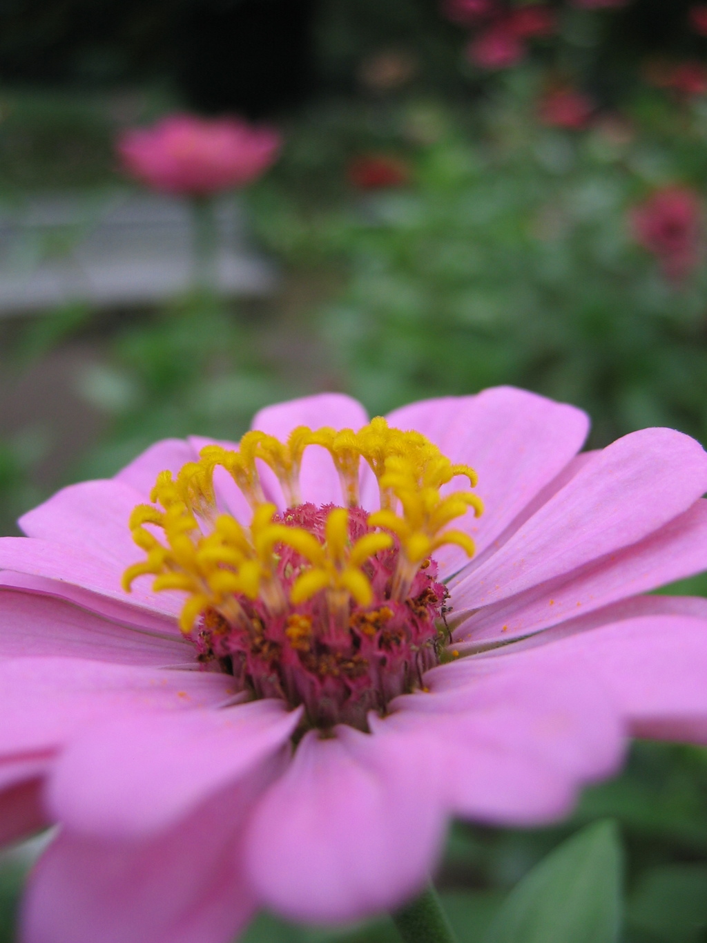 2016/09/11_花の丘農林公苑の花