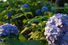 2016/06/18_伊奈アジサイ園の夕暮れ紫陽花