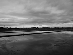 2017/05/14_水田の曇天