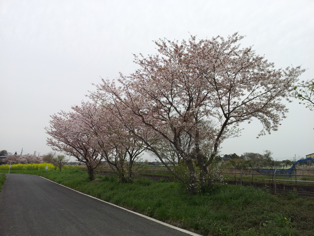 2016/04/10_見沼代用水の桜と菜の花