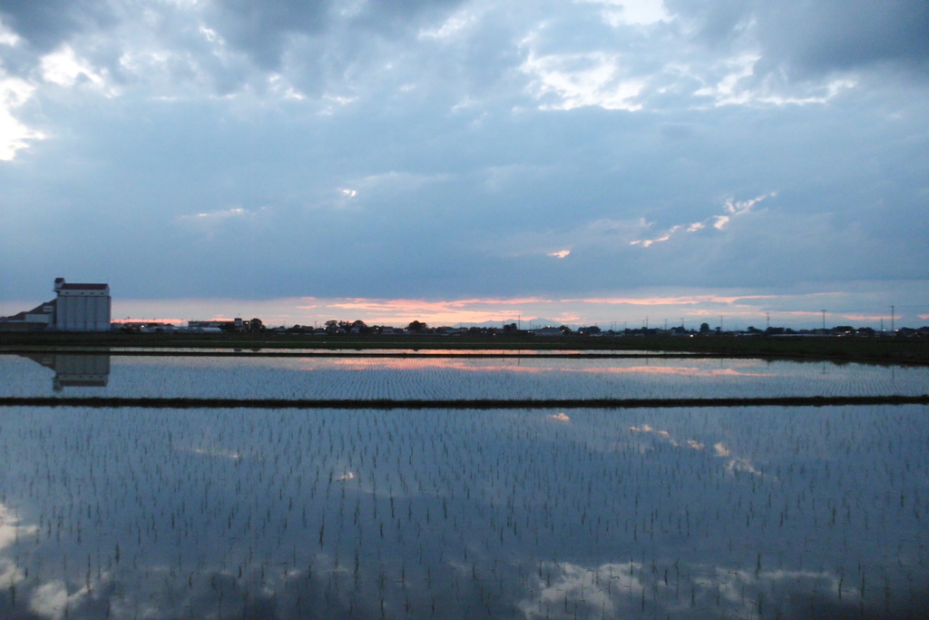 2016/06/26_水田の夕暮れ