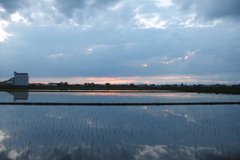 2016/06/26_水田の夕暮れ