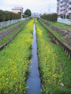 2017/04/09_芝川の菜の花