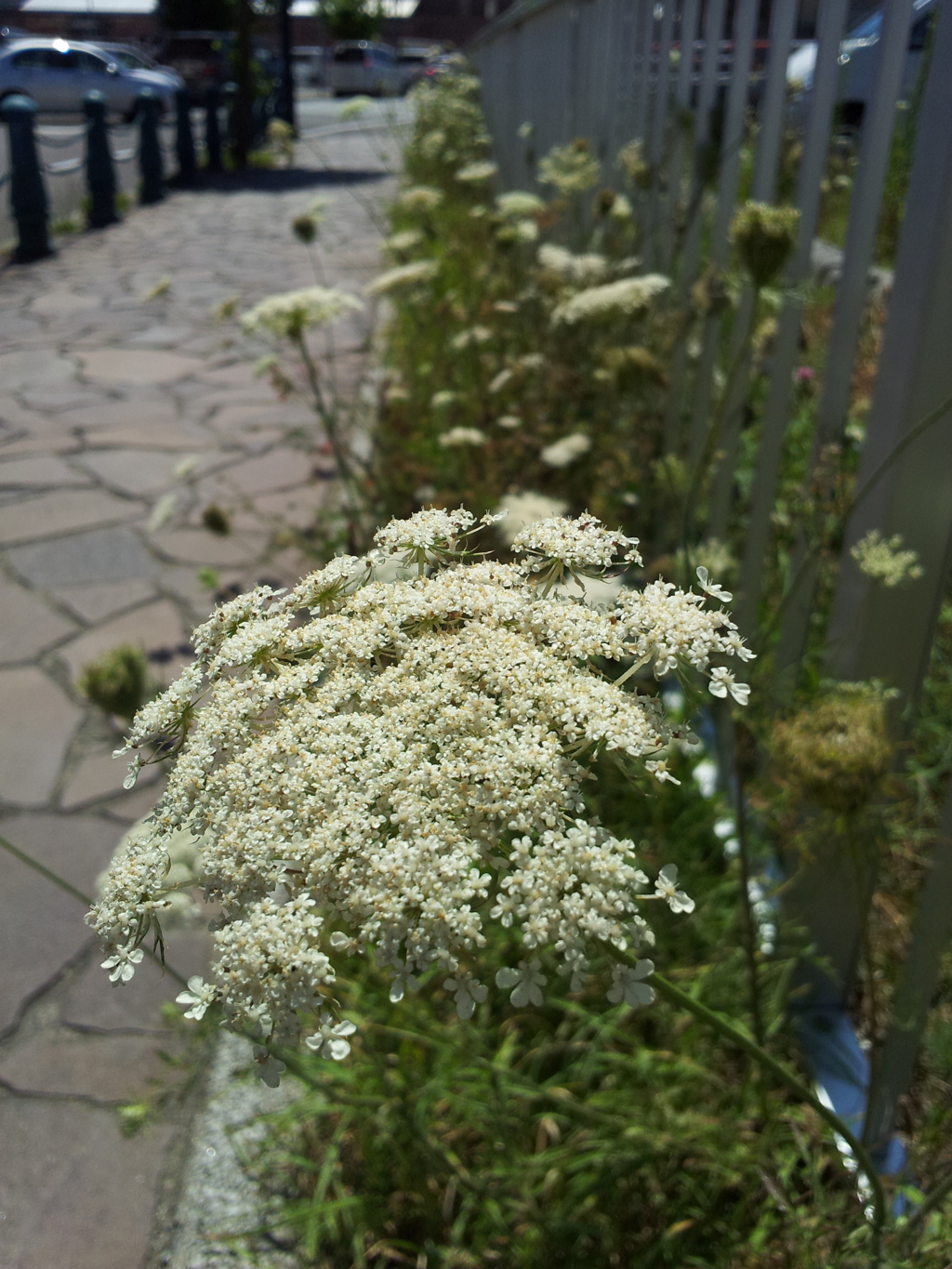 2016/08/12_路傍の花