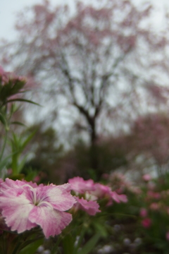 2016/04/09_花の丘農林公苑のナデシコ