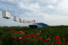 2015/05/03_ポピーまつり準備中