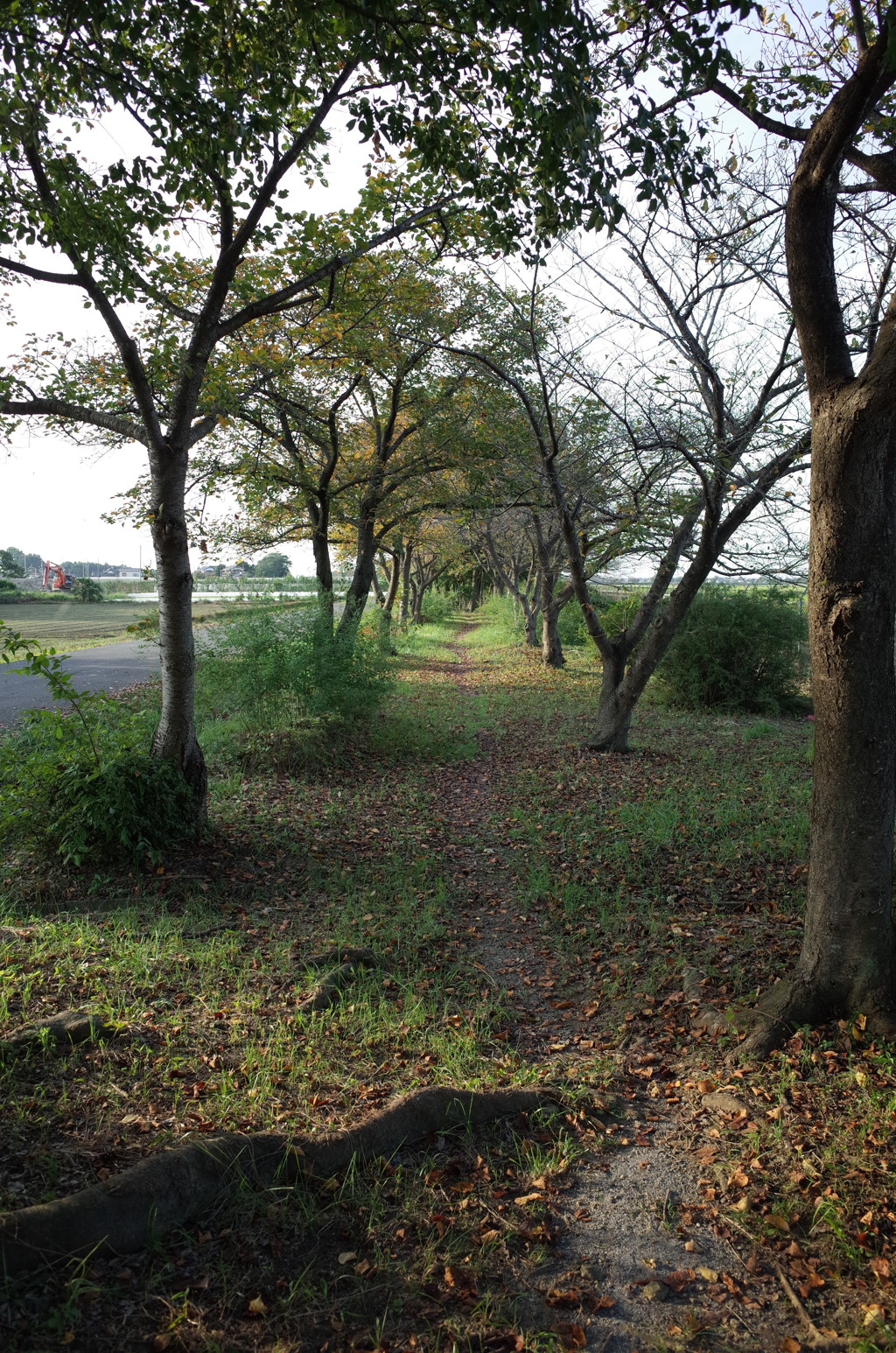 2015/09/23_散歩道