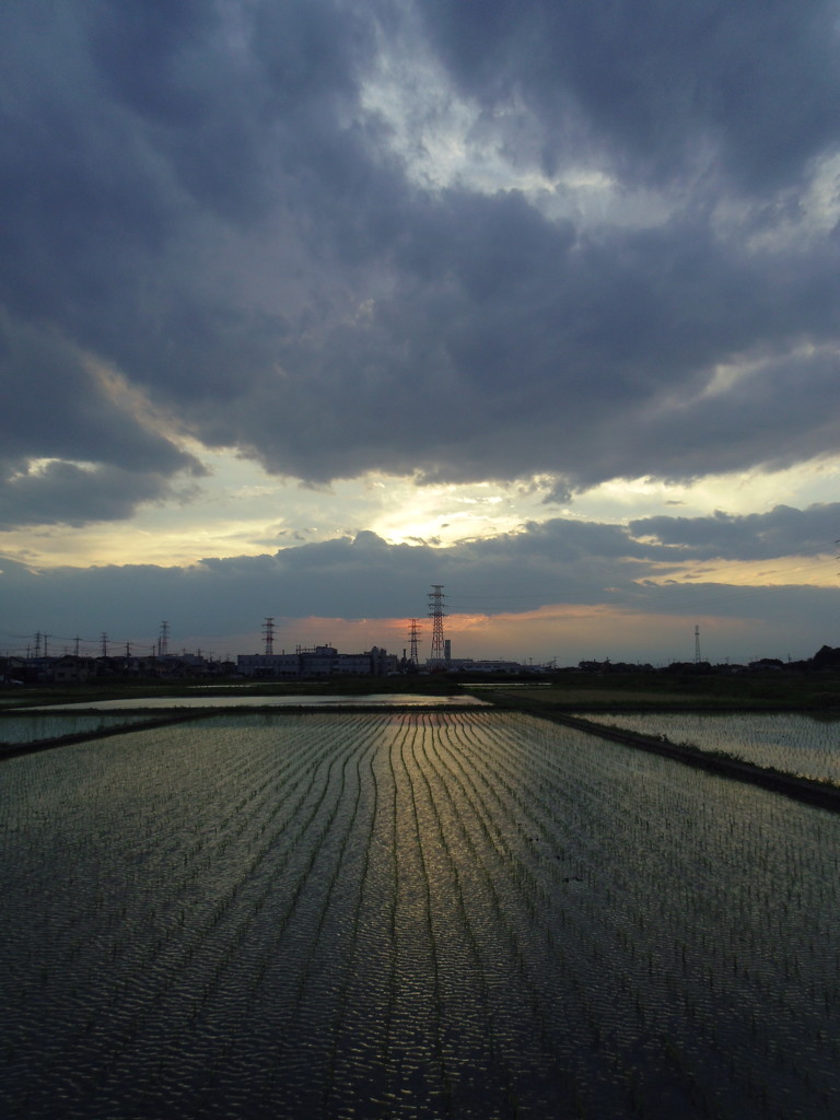 2017/06/10_水田の夕暮れ