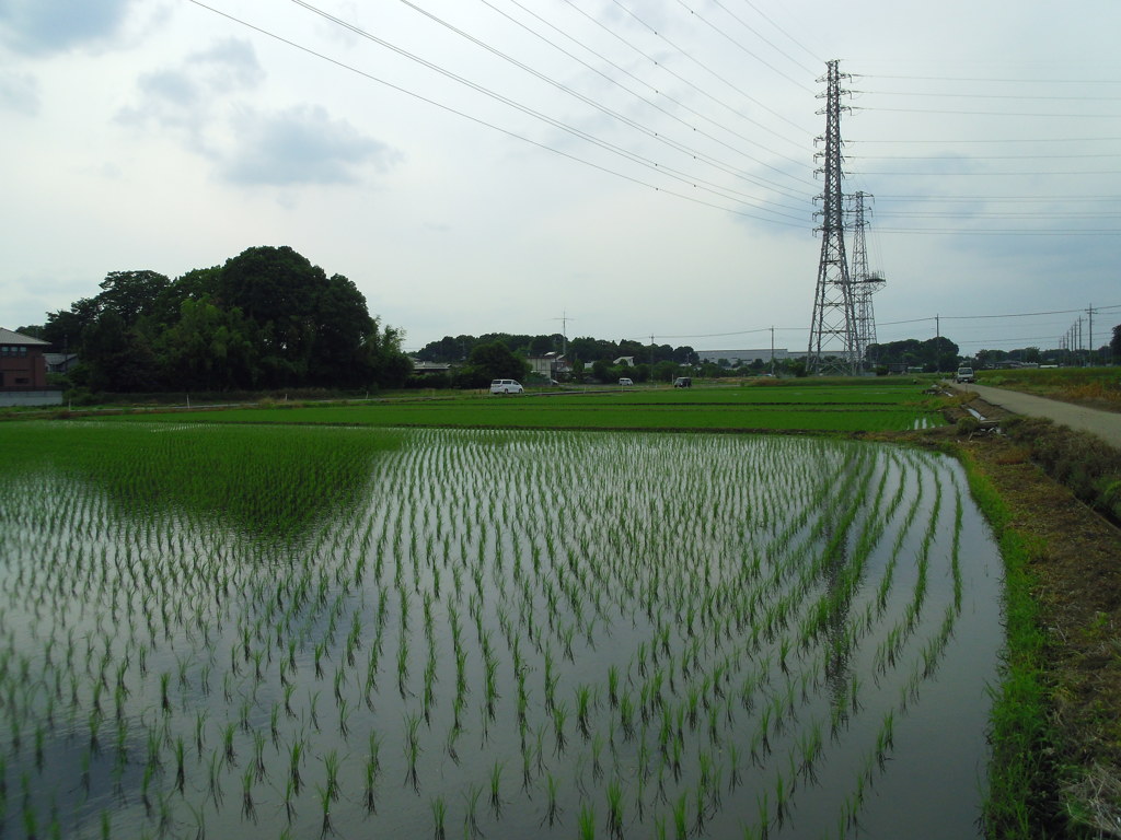 2017/06/24_水田に雲